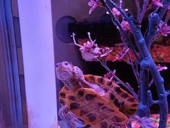 -巴特餐饮6加1音乐餐吧·新疆菜