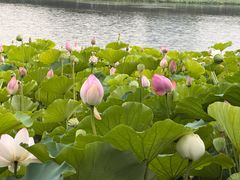 -莲花池公园