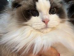 -欣宠猫屋·矮脚拿破仑·蓝金金渐层