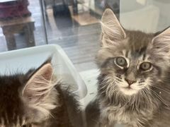 -爱侣宠医·鹦鹉专科·小型哺乳类·异宠专科(灵石路店)