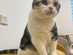-有喵·猫咖·狗咖·30几只猫10只小狗(岗厦店)