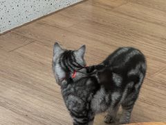 -有猫主题·治愈系猫咖(曾厝垵店)