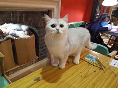 -猫色咖啡·猫咖