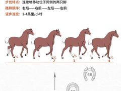 -骑乐马术(广州奥体优托邦中心)
