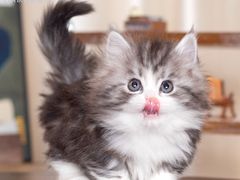 -小猫来了·猫舍(红山六九七九店)