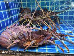 蒜蓉粉丝蒸加拿大金牌龙虾-徐记海鲜(梅溪新天地店)