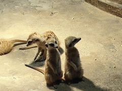 -绿色星球动物主题公园