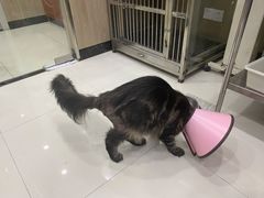 -乐嘟嘟宠物医院