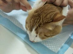 -佳怡动物医院·平价24小时·猫专科骨外科