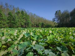 -合肥滨湖国家森林公园
