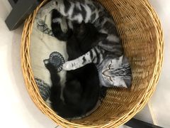 -鼓捣猫呢主题猫咖店