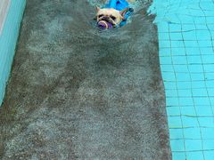 -帕帕拉兹宠物(亚洲旗舰店)