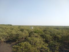-北海金海湾红树林生态旅游区