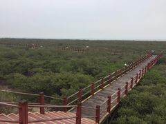 -北海金海湾红树林生态旅游区