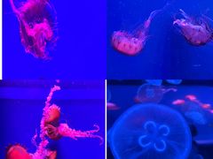 -芜湖新华联大白鲸海洋公园