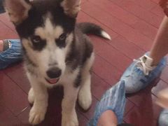 -喜柴咖啡·柴犬狗咖