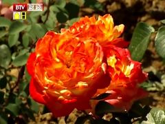 yue ji-密云玫瑰情园