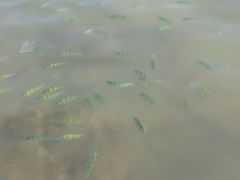 -拉威海鲜市场