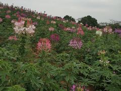 -松山湖梦幻百花洲