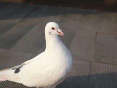 -灵顺寺