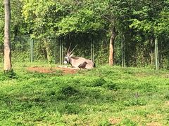 -合肥野生动物园