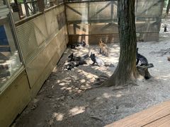 -宫城藏王狐狸村