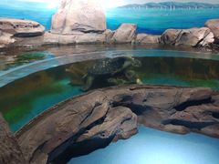 -沙沙哗啦海洋馆(华宇百花谷店)