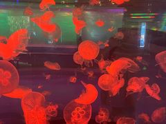 -石家庄海洋公园