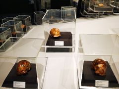 -北京周口店北京人遗址博物馆