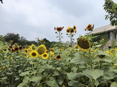 -江苏三台山国家森林公园