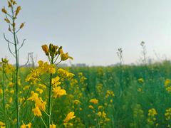 -汉长安城未央宫国家考古遗址公园