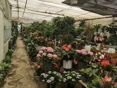 -金陵花卉交易市场