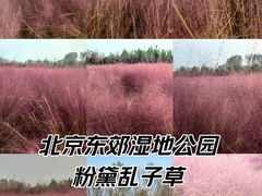 -东郊湿地公园