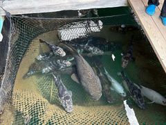 -蓝湾碧波·老字号·疍家非遗海上餐厅