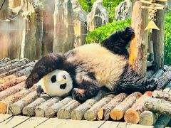 -大连森林动物园