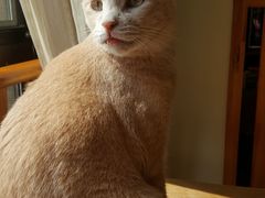 -猫咖时代(中山亭店)