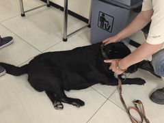 -美联众合动物医院·24h京西诊疗中心