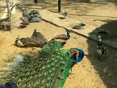 -石家庄市动物园