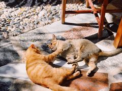 -喵屿·大理花园猫咖