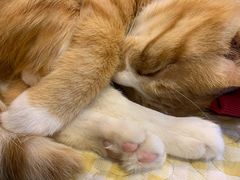 -平行世界·猫咖(首经贸店)