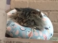 -喵屿·大理花园猫咖