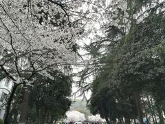 -武汉大学-樱园