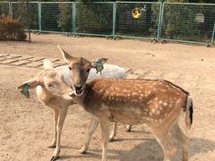 -北京麋鹿生态实验中心