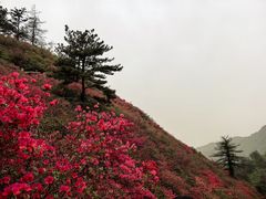 -木兰云雾山