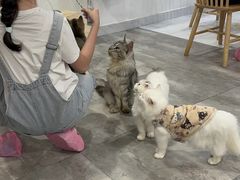 -楼上猫咖(罗湖店)