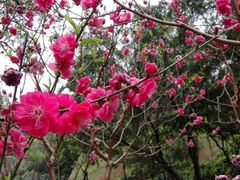 -桃花涧