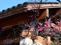 -梅花山(明孝陵内)