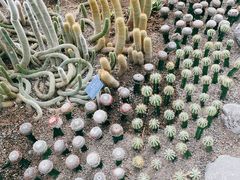 -南山植物园