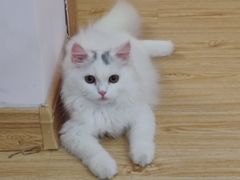 -Sweet cat·星愿猫咖(国贸大厦店)