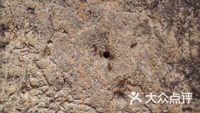 magnetic termite mounds图片 - 第1张